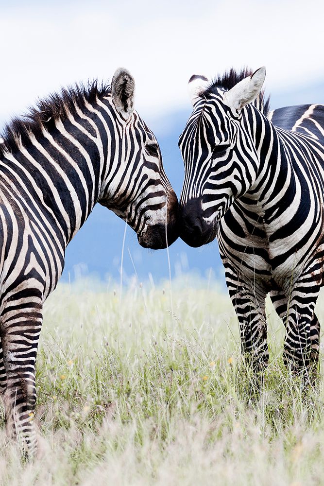 African Affection art print by Danita Delimont for $57.95 CAD