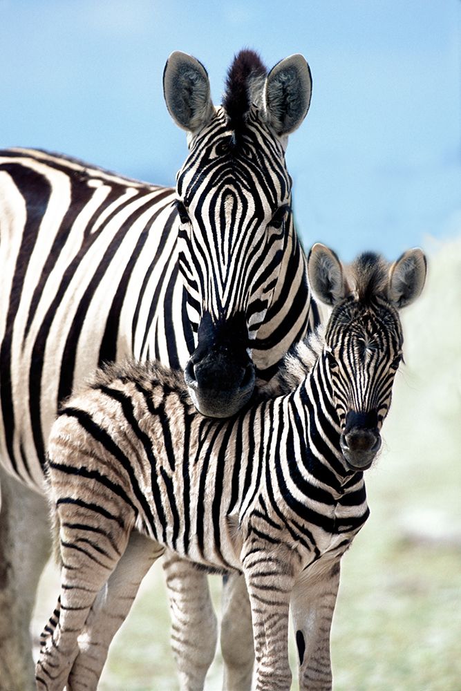 Family of Namibia art print by Danita Delimont for $57.95 CAD