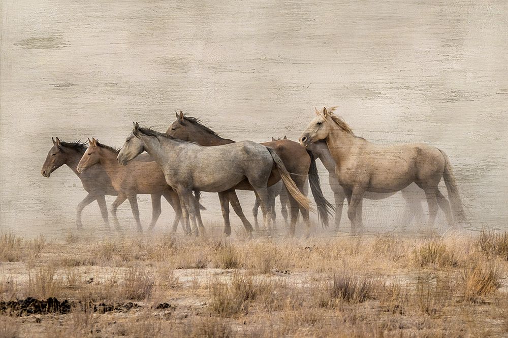 Roaming Free art print by Danita Delimont for $57.95 CAD