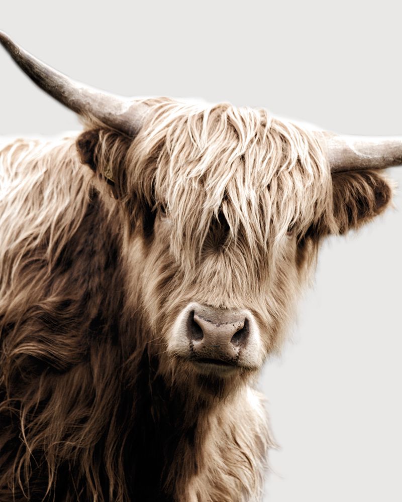 Highland Portrait I art print by Danita Delimont for $57.95 CAD