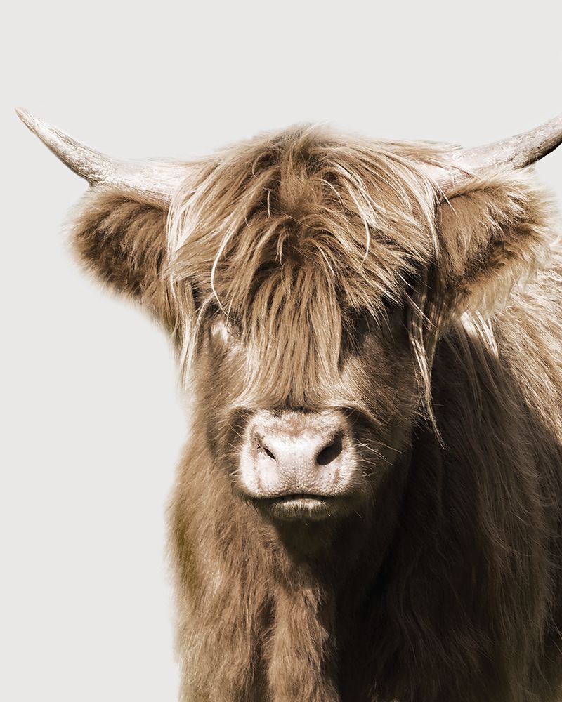 Highland Portrait II art print by Danita Delimont for $57.95 CAD