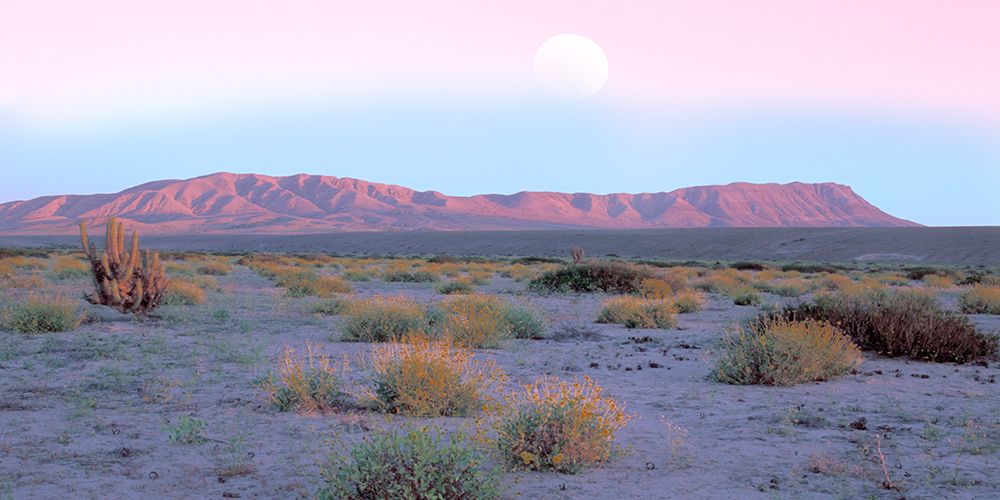 Vallenar Atacama Desert art print by Danita Delimont for $57.95 CAD