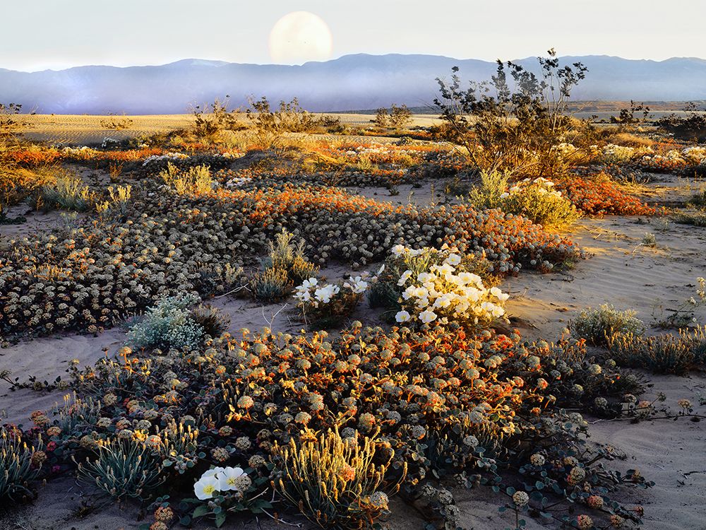 Anza Borrego Desert art print by Danita Delimont for $57.95 CAD