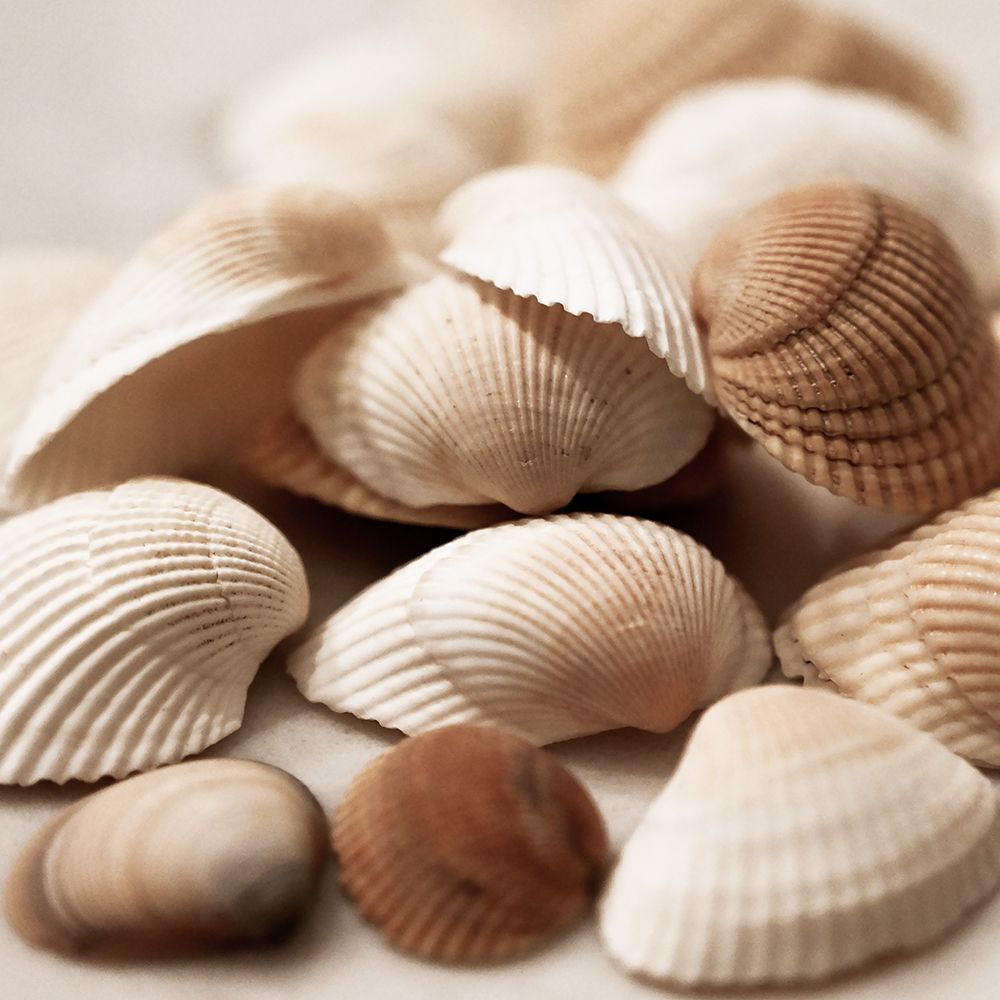 Beach Treasures I art print by Natalie Carpentieri for $57.95 CAD