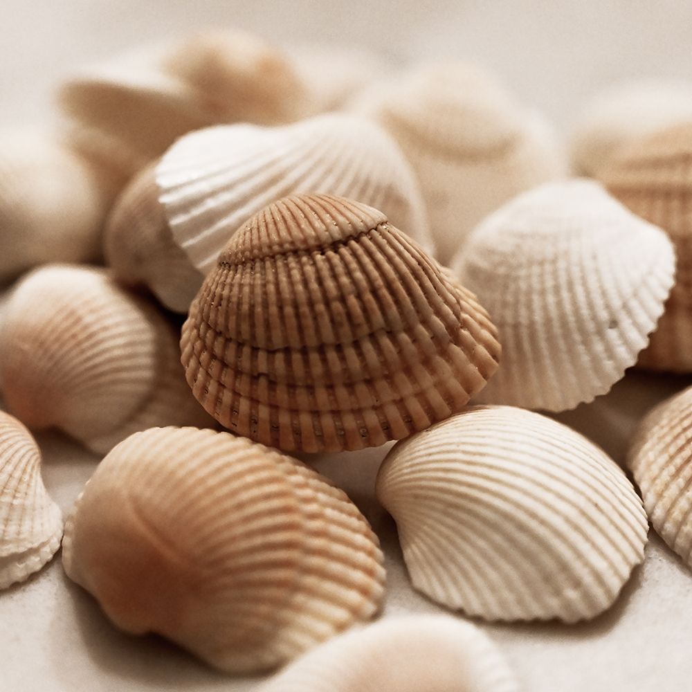Beach Treasures II art print by Natalie Carpentieri for $57.95 CAD