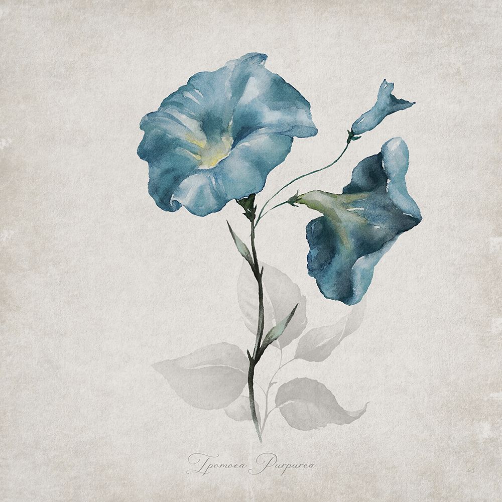 Morning Glory art print by Susan Jill for $57.95 CAD