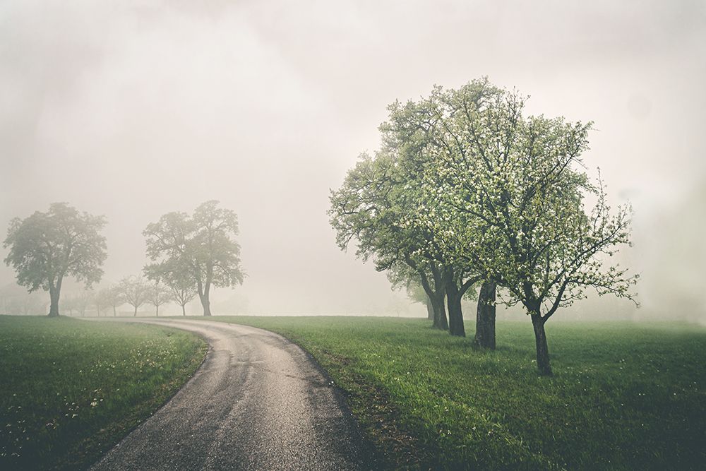 Dusty Spring art print by Irene Weisz for $57.95 CAD