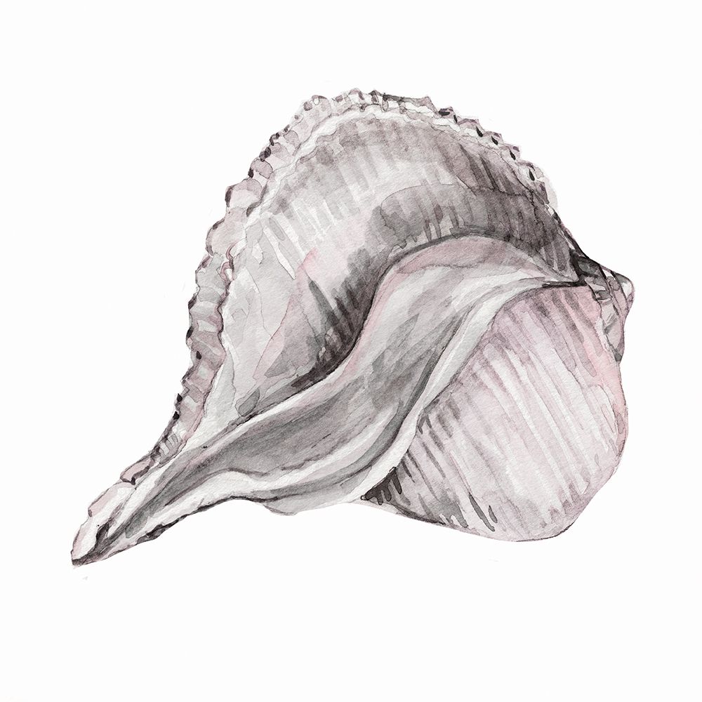Blush Shell II art print by Carol Robinson for $57.95 CAD