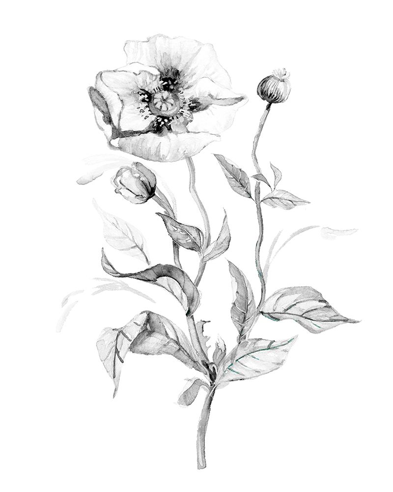Wild Poppy art print by Carol Robinson for $57.95 CAD