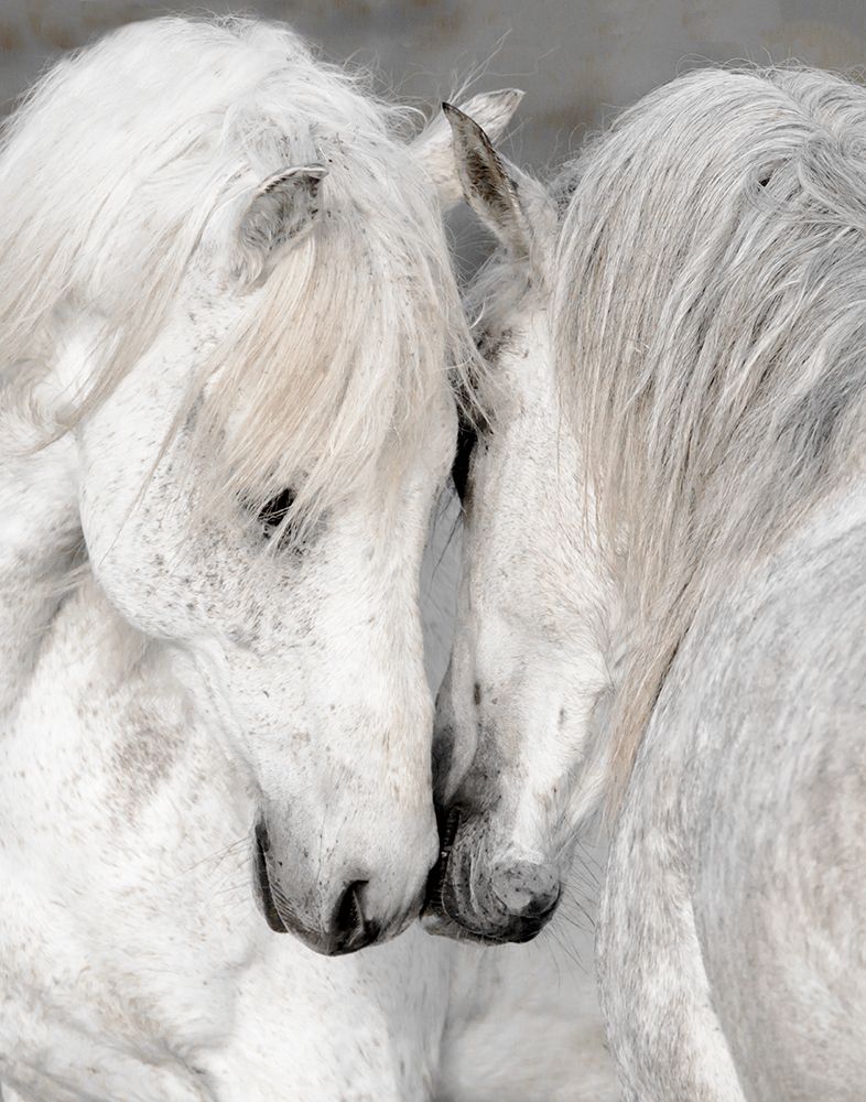 Affection II art print by Danita Delimont for $57.95 CAD