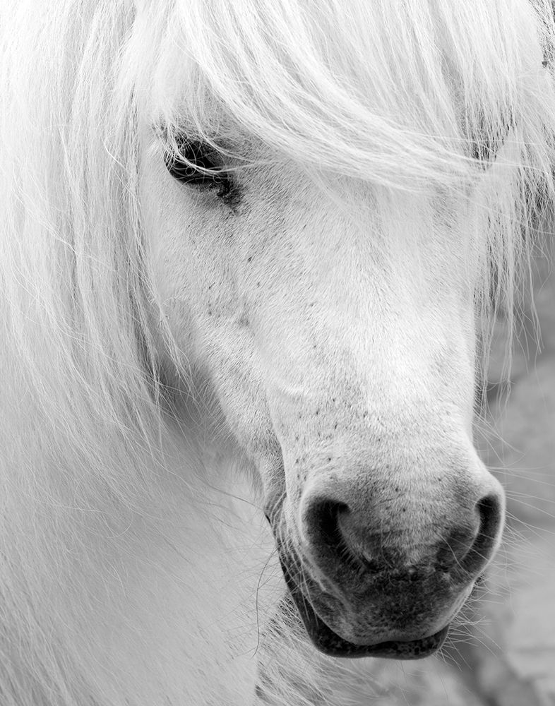 Island Pony I art print by Danita Delimont for $57.95 CAD