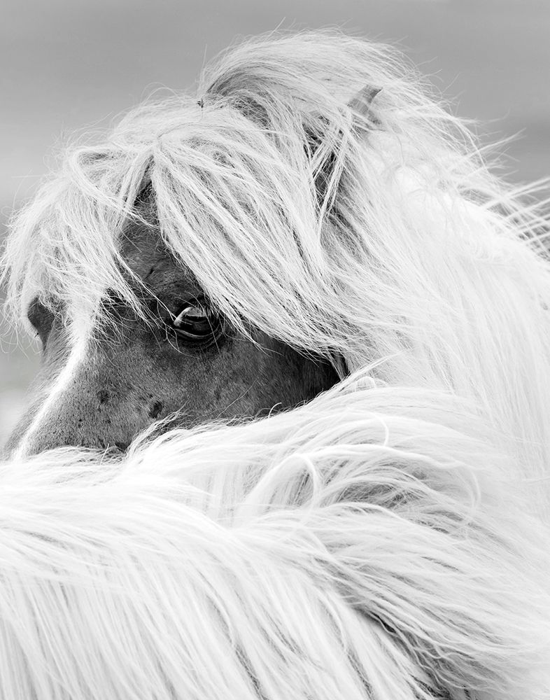 Island Pony II art print by Danita Delimont for $57.95 CAD