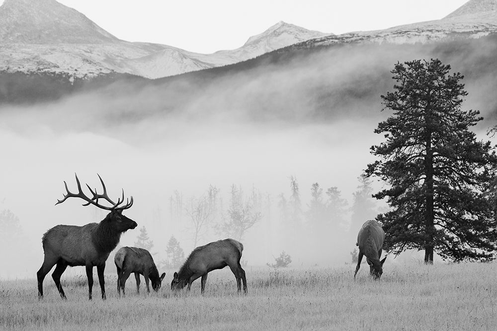 Mountain Elk art print by Danita Delimont for $57.95 CAD