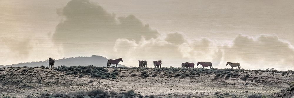 Wild Horse Ridge art print by Danita Delimont for $57.95 CAD