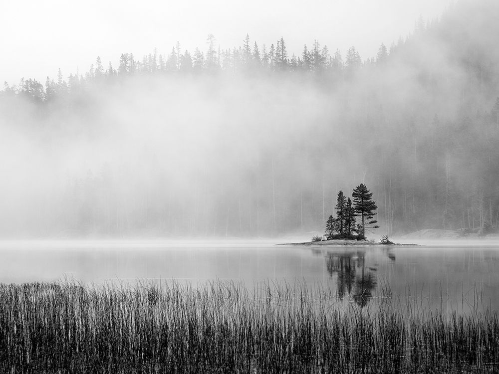 Island Fog art print by Danita Delimont for $57.95 CAD