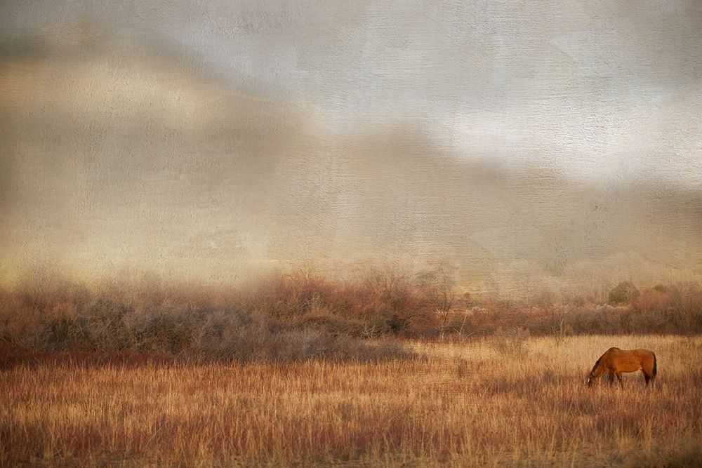 Grazing at Sunset art print by Danita Delimont for $57.95 CAD