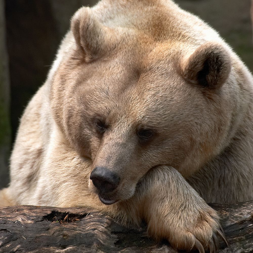 Bear Thoughts art print by Danita Delimont for $57.95 CAD