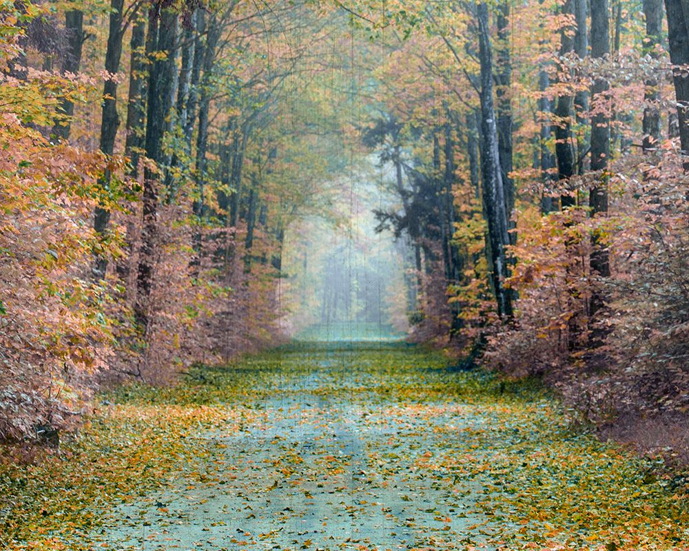 Enchanted Path art print by Danita Delimont for $57.95 CAD