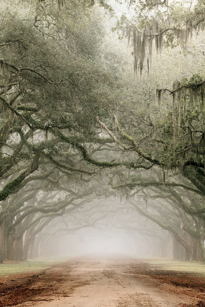 Plantation Drive art print by Danita Delimont for $57.95 CAD