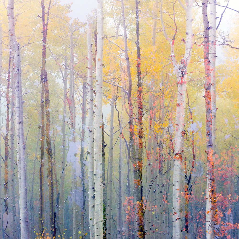 Foggy Aspen art print by Danita Delimont for $57.95 CAD