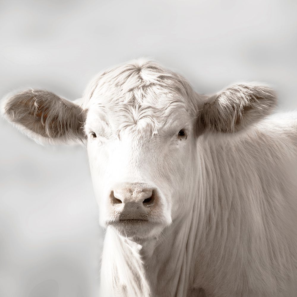Soft Cow Grazing art print by Danita Delimont for $57.95 CAD