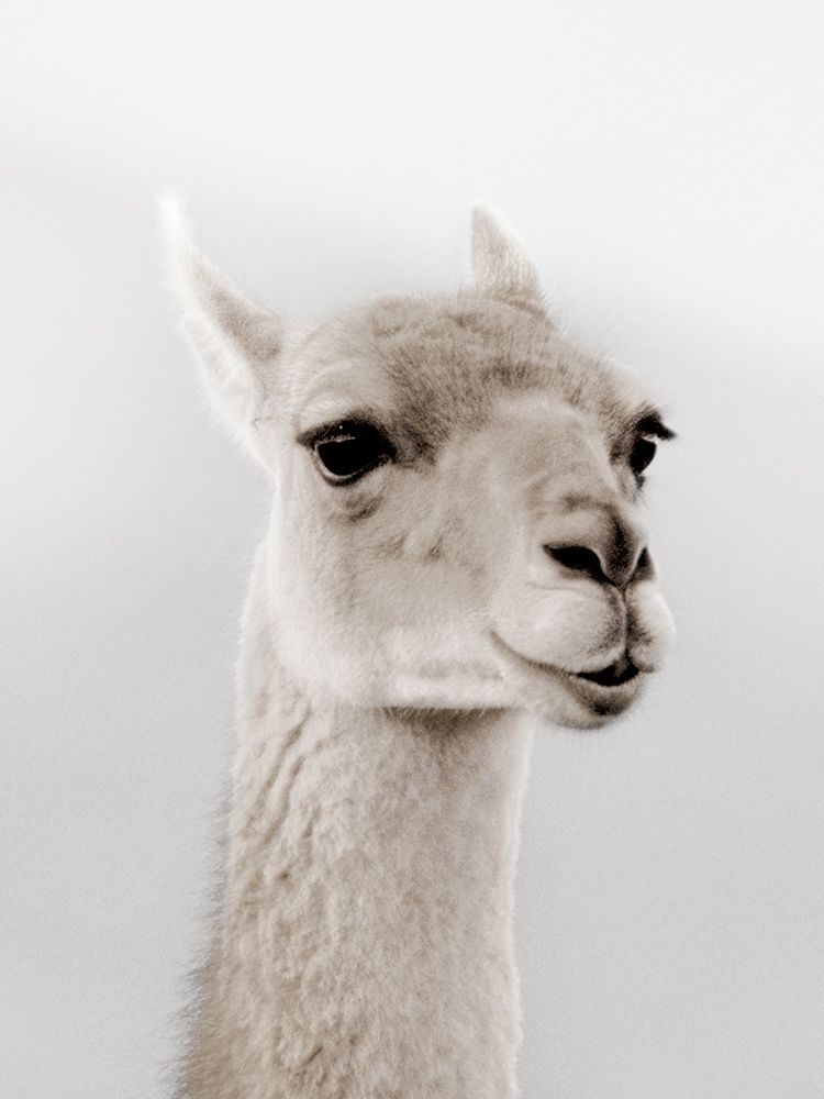 Soft Llama art print by Danita Delimont for $57.95 CAD