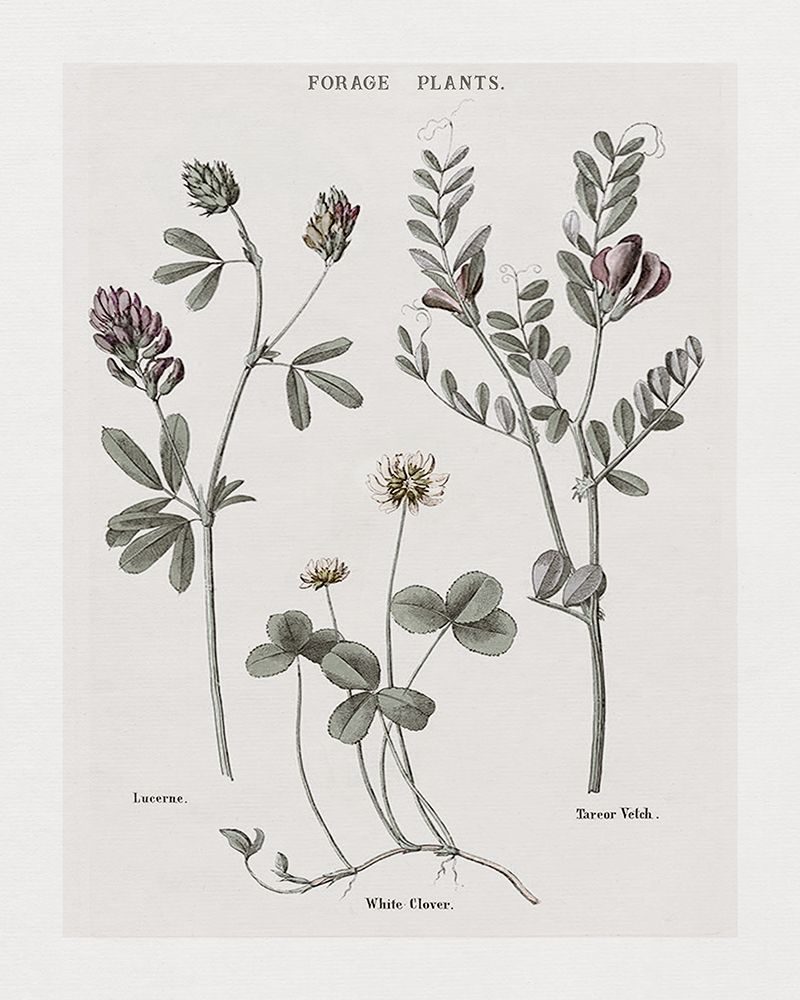 Multi Botanical I art print by Kelly Donovan for $57.95 CAD