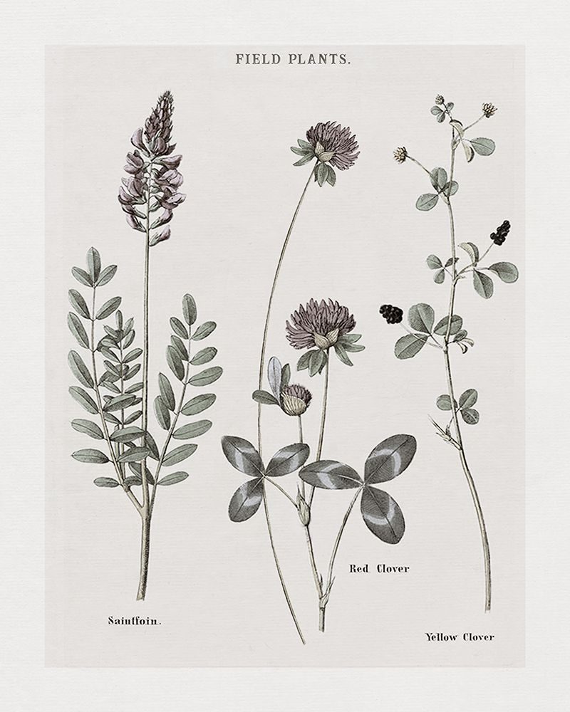 Multi Botanical II art print by Kelly Donovan for $57.95 CAD