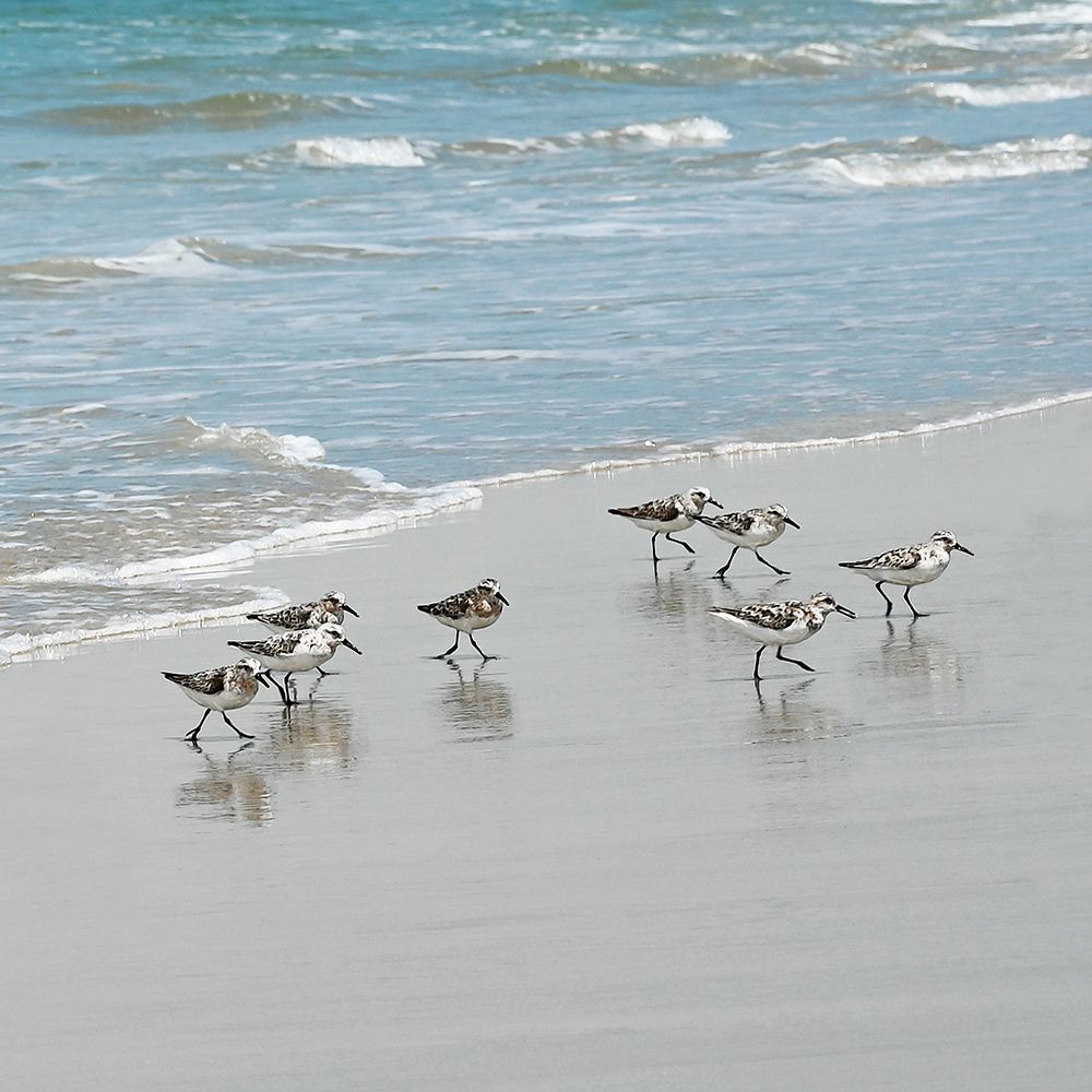 Sandpiper Shore I art print by Natalie Carpentieri for $57.95 CAD