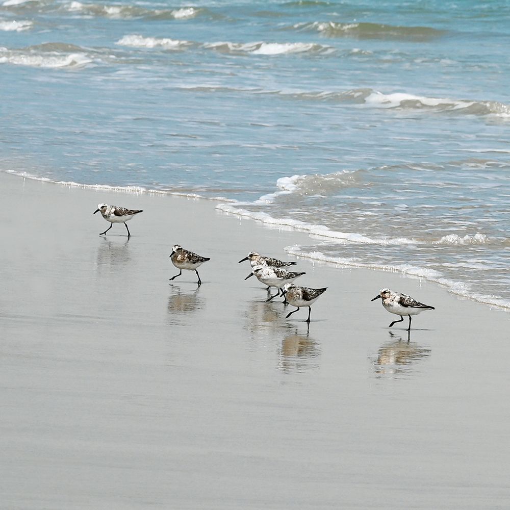 Sandpiper Shore II art print by Natalie Carpentieri for $57.95 CAD