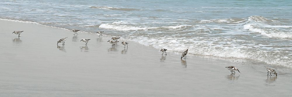 Shorebirds art print by Natalie Carpentieri for $57.95 CAD