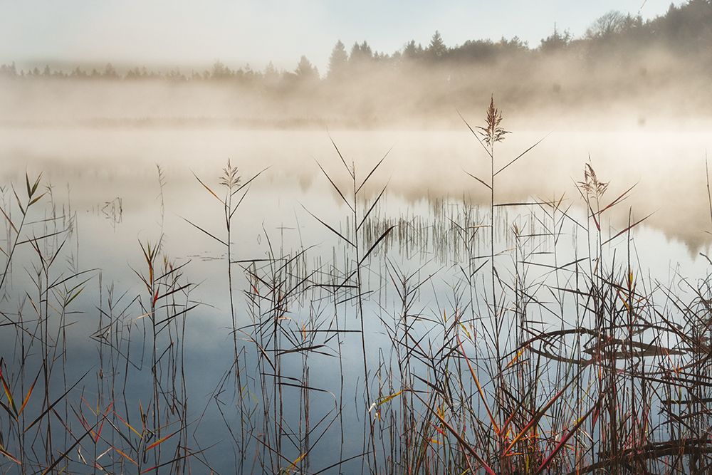 Early Rise art print by Irene Weisz for $57.95 CAD