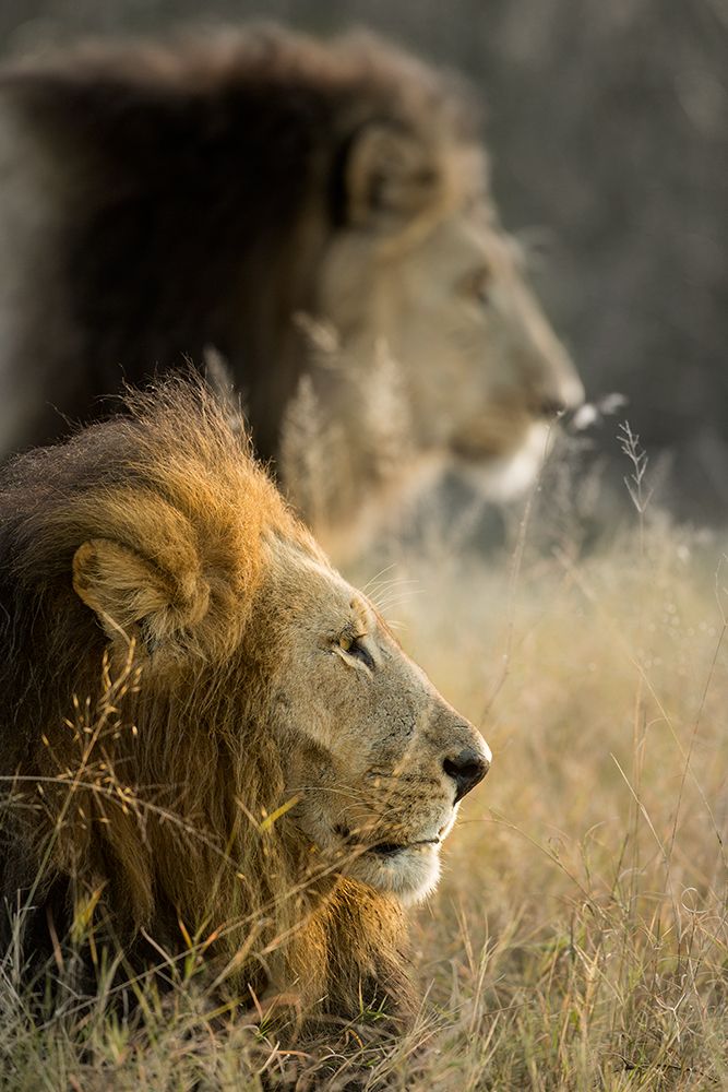 Lions in Morning art print by Danita Delimont for $57.95 CAD