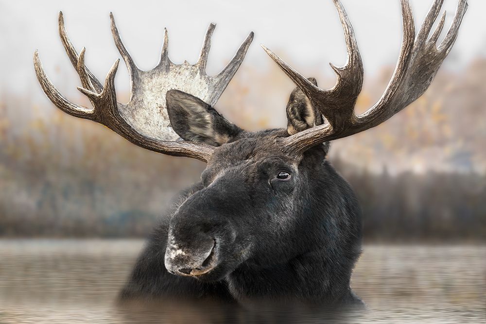 Moose Spa art print by Danita Delimont for $57.95 CAD
