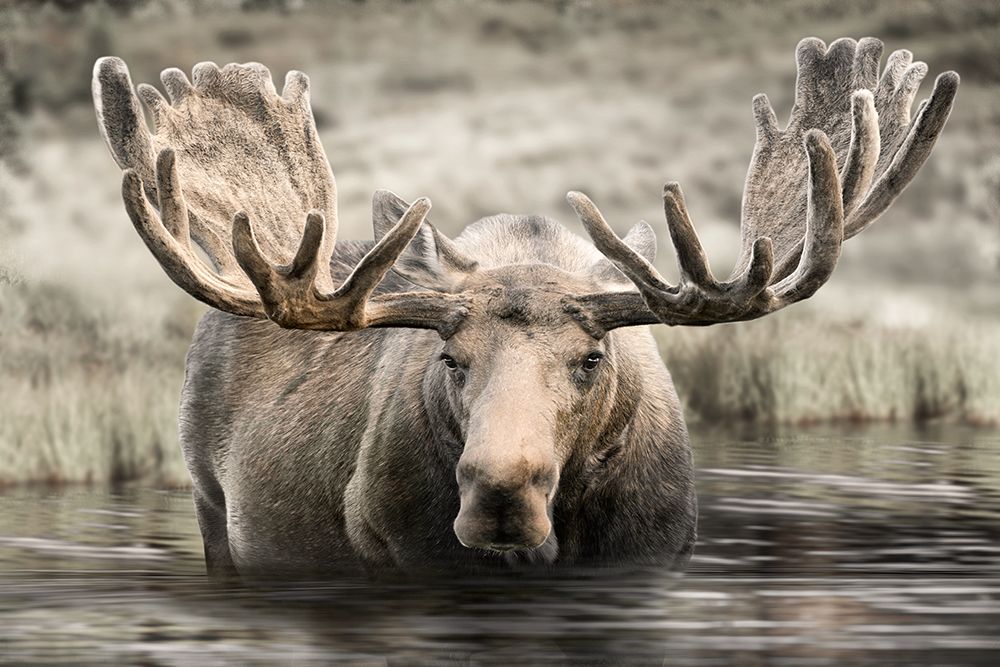 Moose Hot Springs art print by Danita Delimont for $57.95 CAD