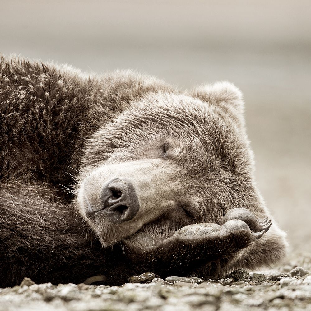 Sleeping Bear art print by Danita Delimont for $57.95 CAD
