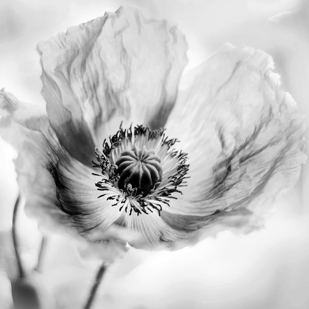 Poppy High Key I art print by Irene Weisz for $57.95 CAD