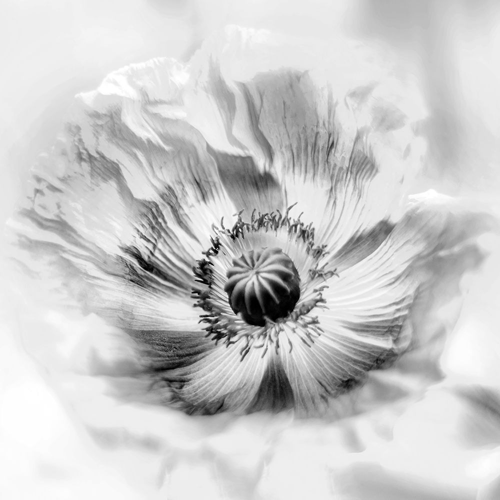Poppy High Key II art print by Irene Weisz for $57.95 CAD