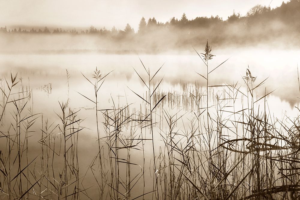 Soft Sepia Rise art print by Irene Weisz for $57.95 CAD
