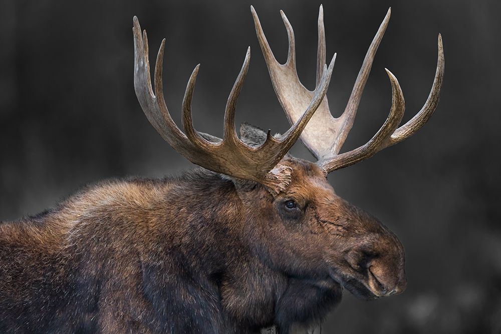 Moose Portrait art print by Danita Delimont for $57.95 CAD