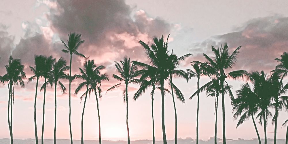 Island Palms art print by Danita Delimont for $57.95 CAD