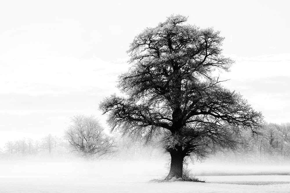 Inky Trees art print by Lars Van de Goor for $57.95 CAD