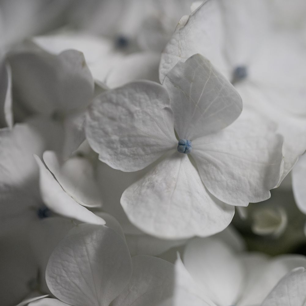 Hydrangea I art print by Carol Robinson for $57.95 CAD