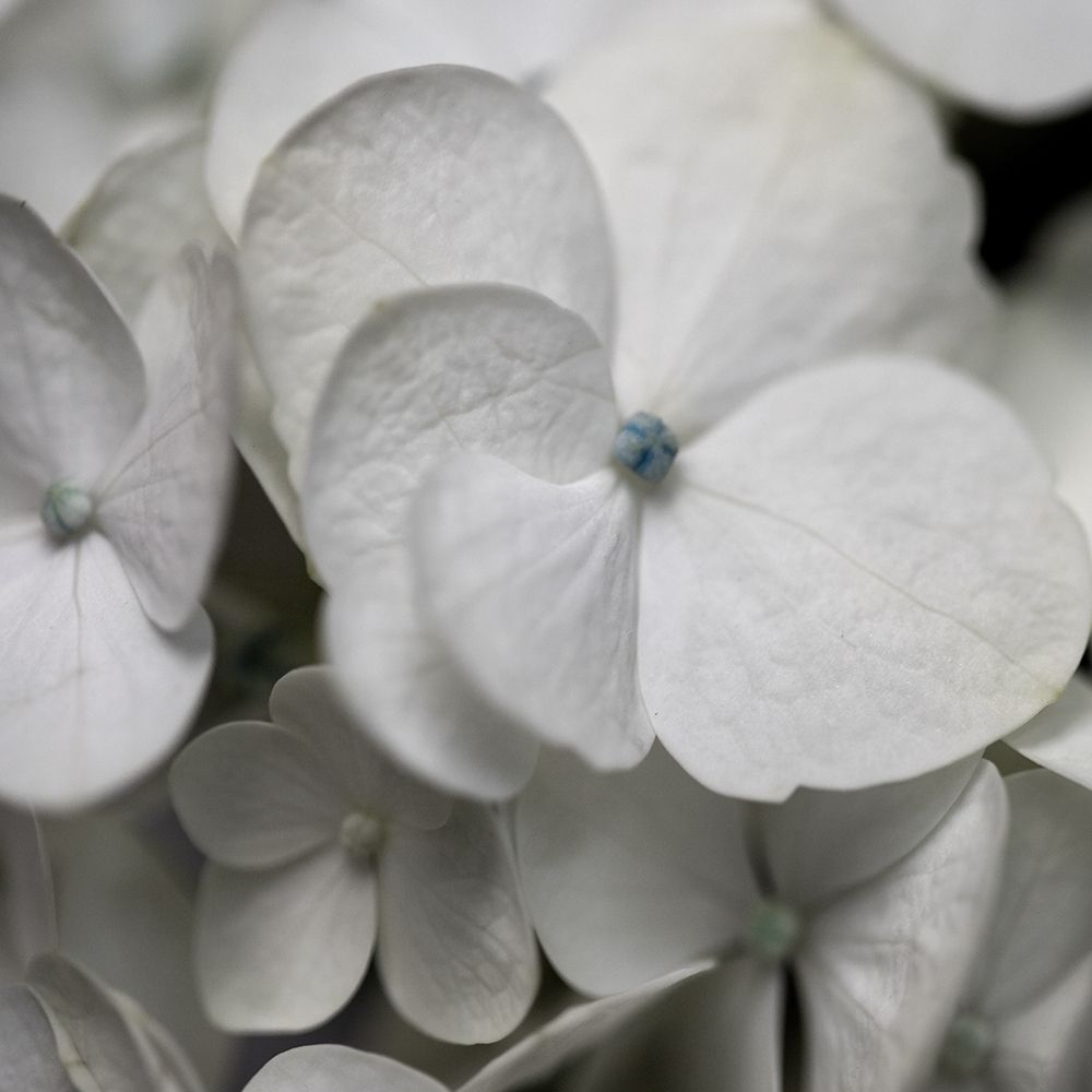 Hydrangea II art print by Carol Robinson for $57.95 CAD