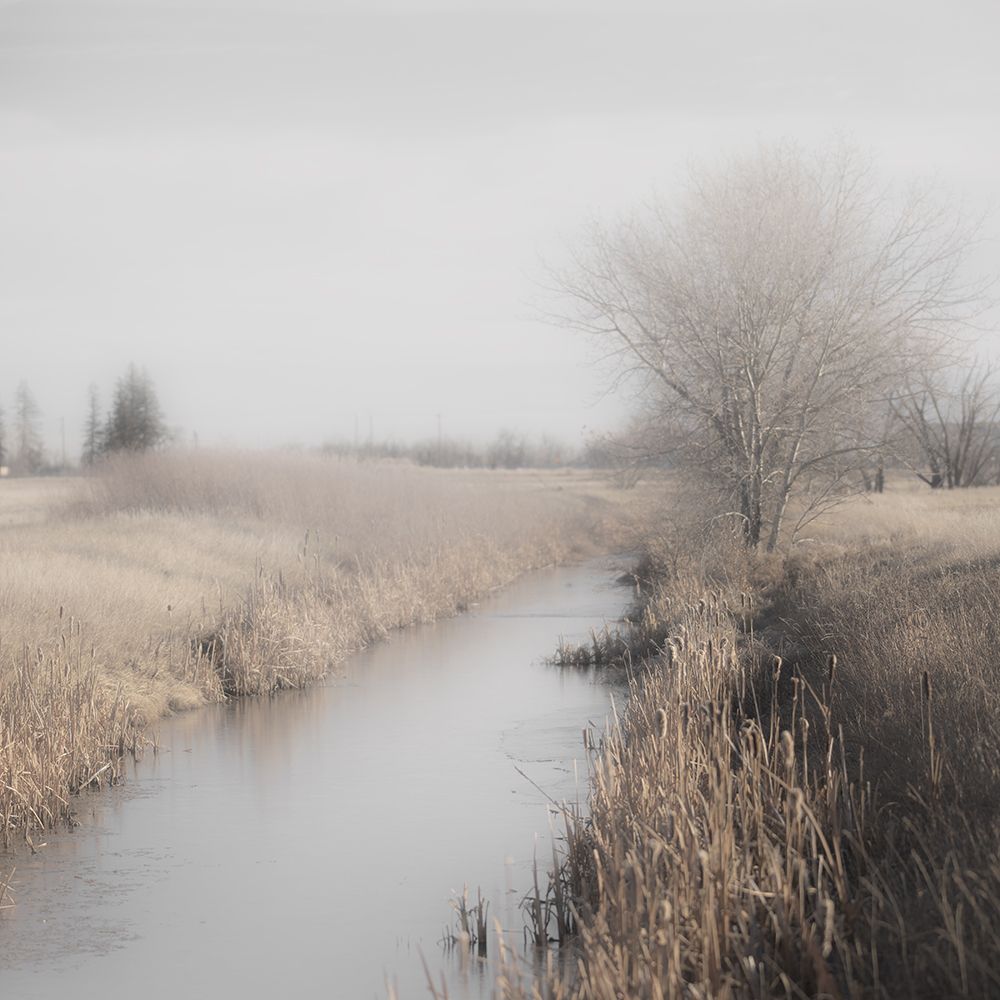 Misty Cattails art print by Carol Robinson for $57.95 CAD