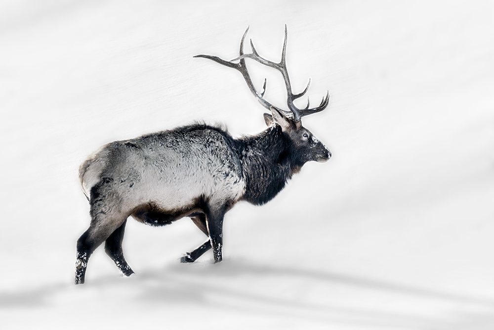 Lone Bull art print by Danita Delimont for $57.95 CAD