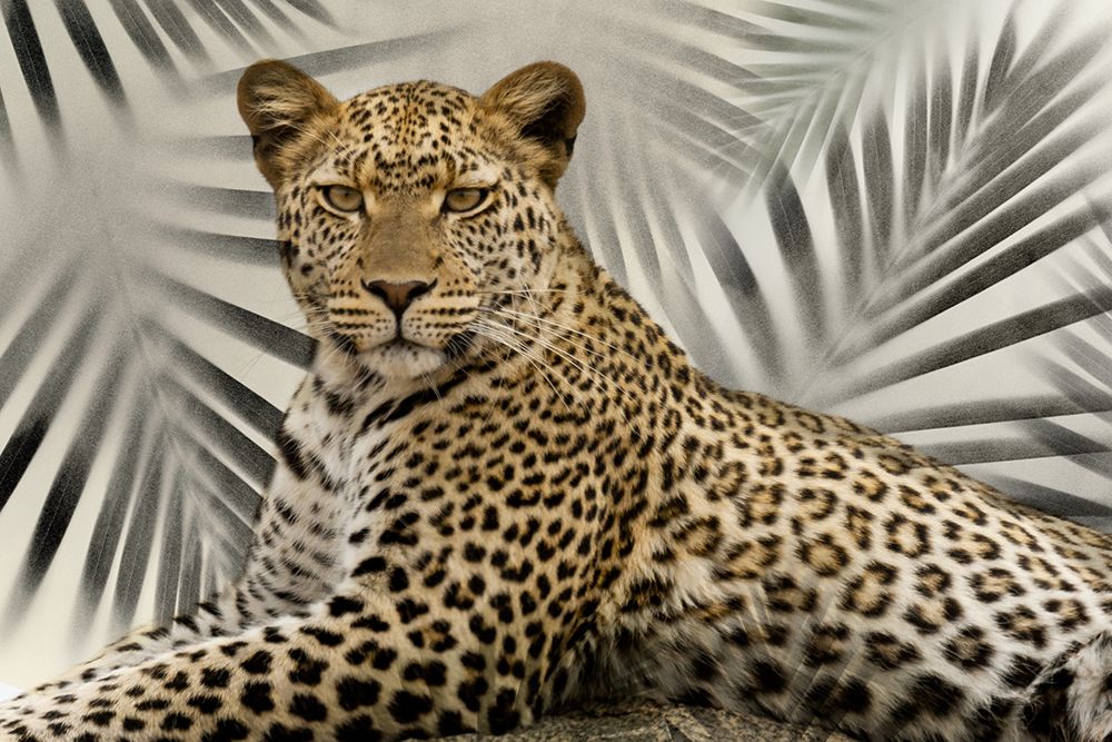 Boho Cheetah art print by Danita Delimont for $57.95 CAD
