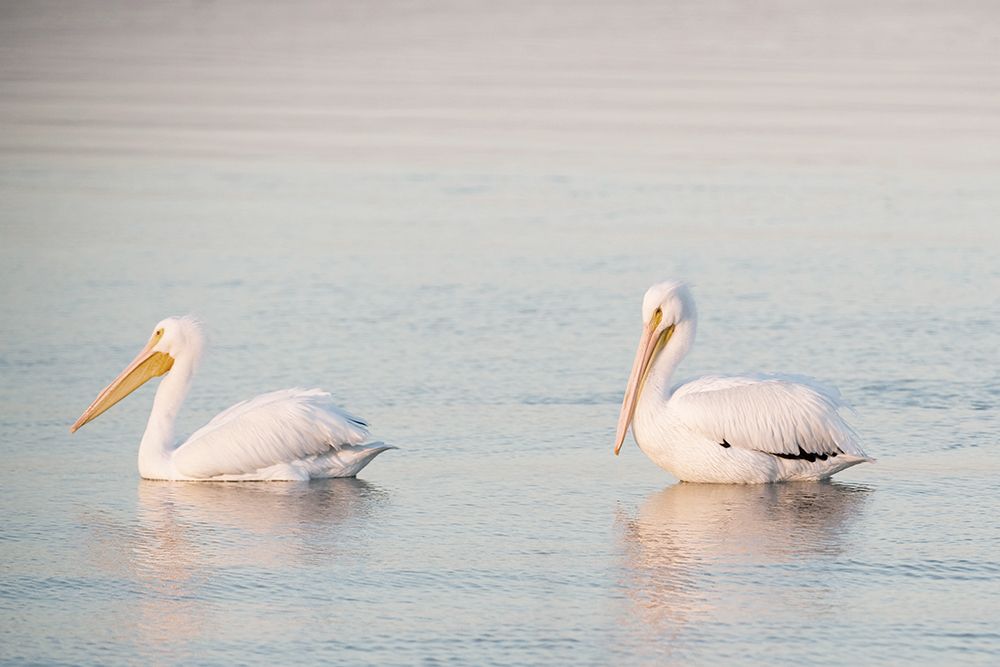 Pelican Pals art print by Danita Delimont for $57.95 CAD