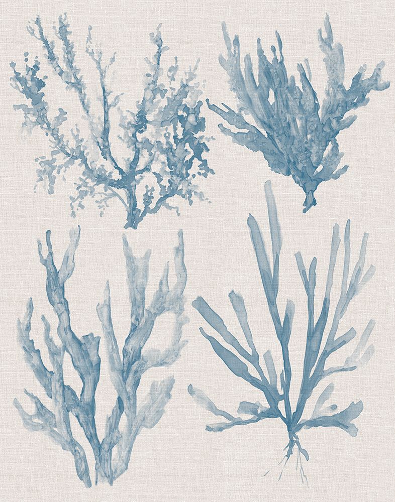 Sea Coral Collection II art print by Carol Robinson for $57.95 CAD