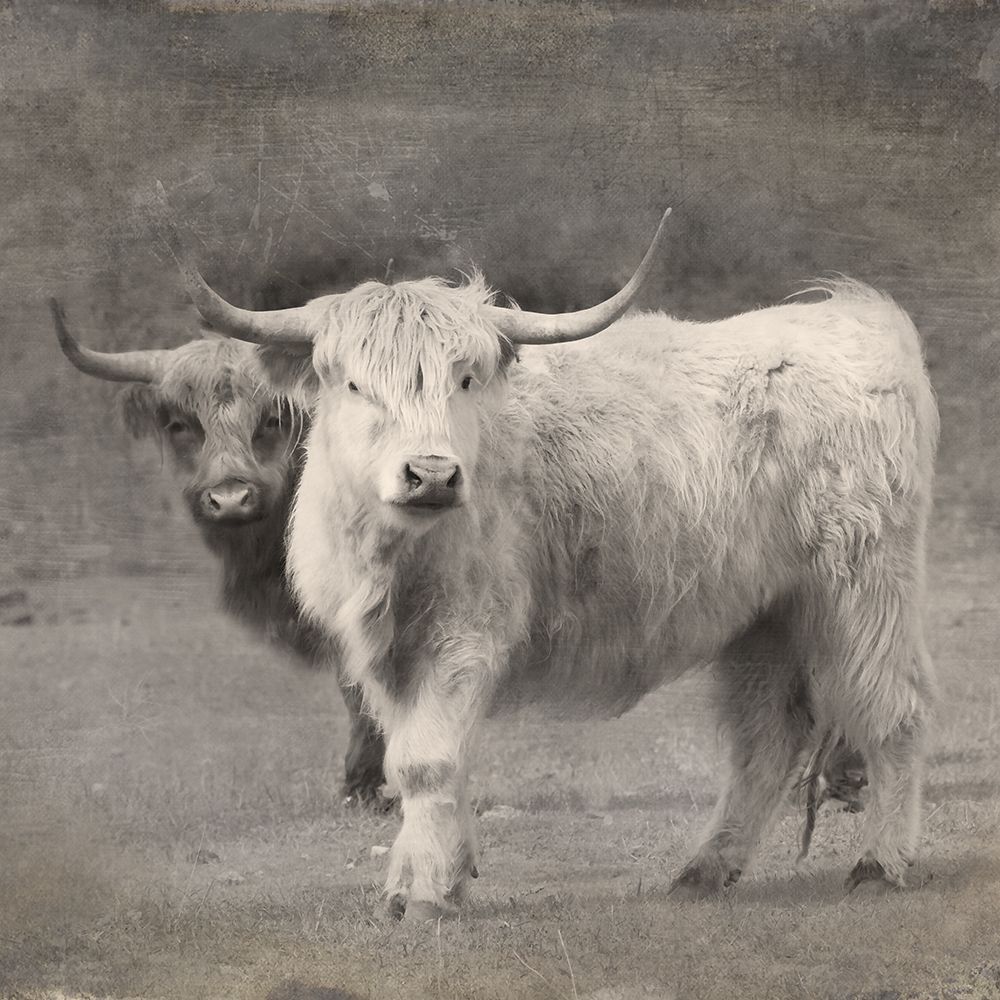Highland Cattle art print by Rhonda Addison for $57.95 CAD